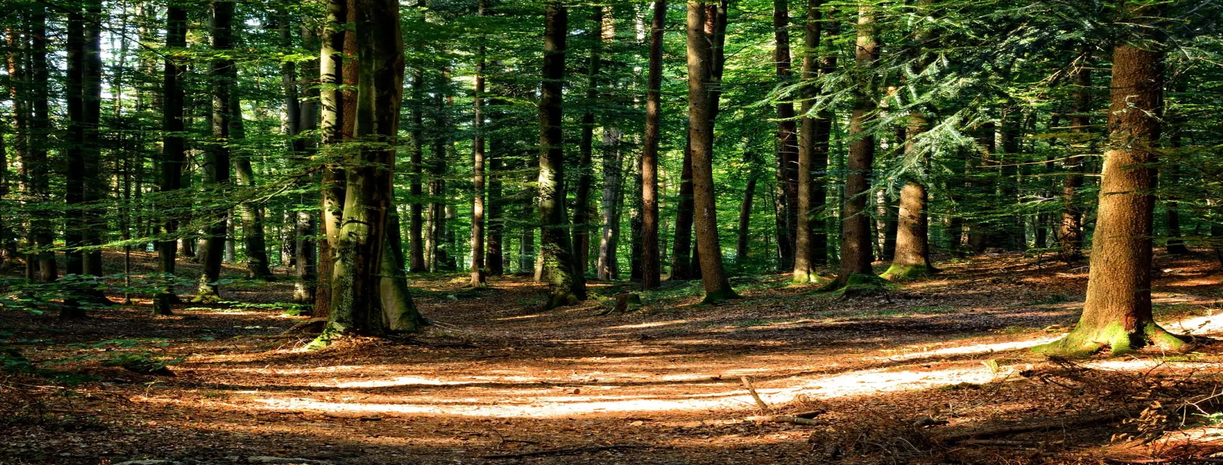 Image for Owendo Forest